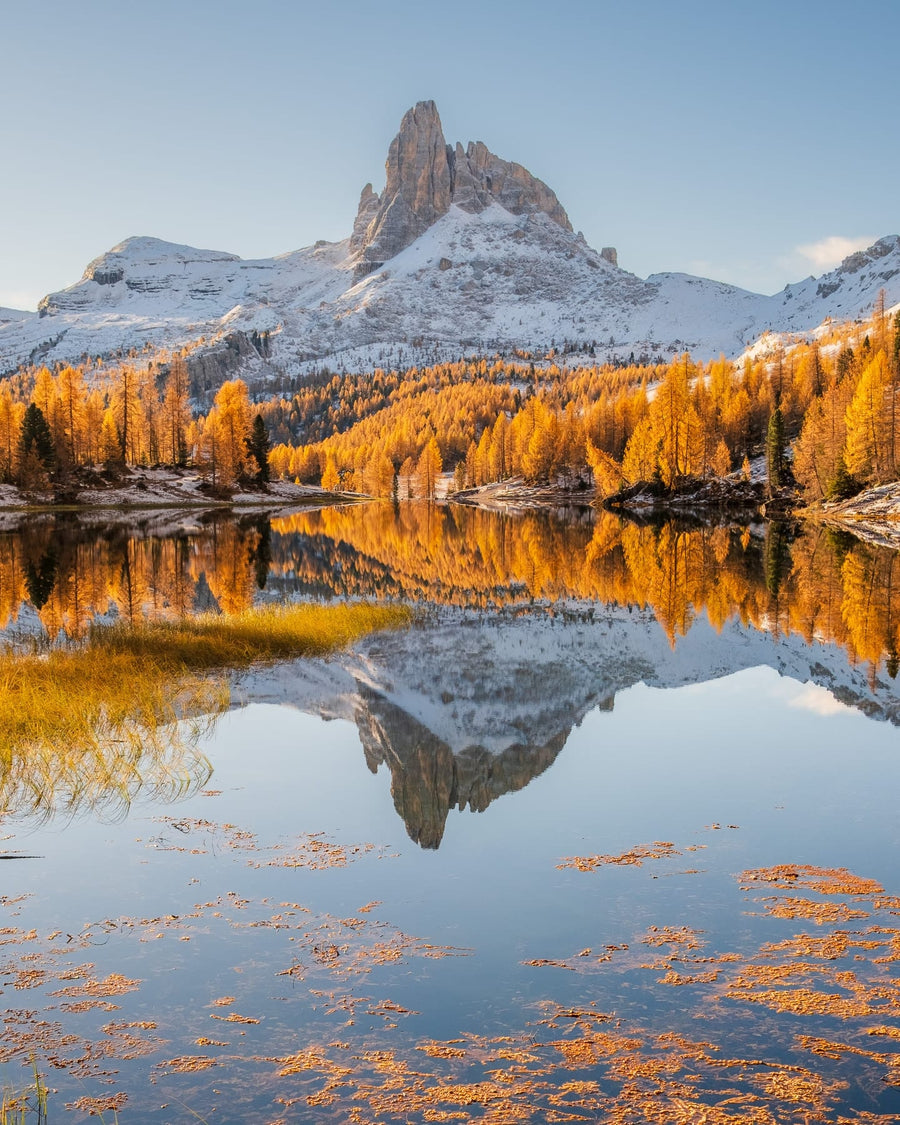 A single larch turned gold below pale limestone peaks in the Dolomites